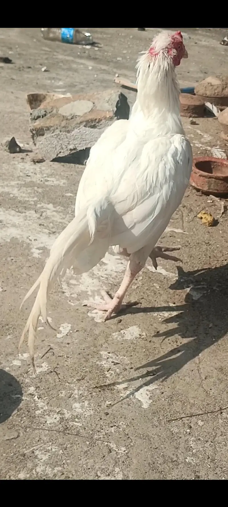 raw parrot female mini hand tame  or Pure white Aseel — photo 3