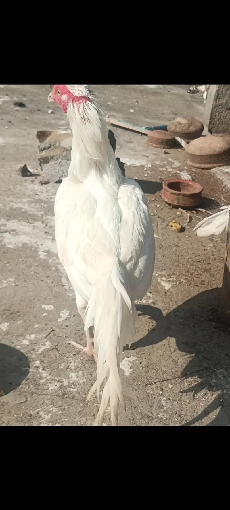 raw parrot female mini hand tame  or Pure white Aseel — photo 4