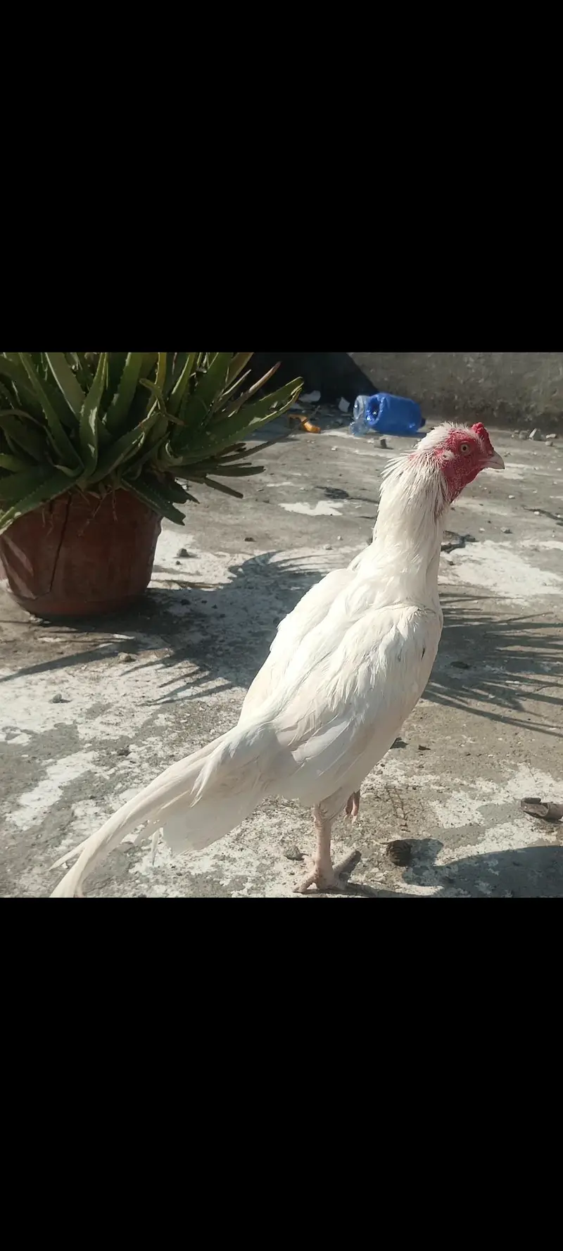 raw parrot female mini hand tame  or Pure white Aseel — photo 5