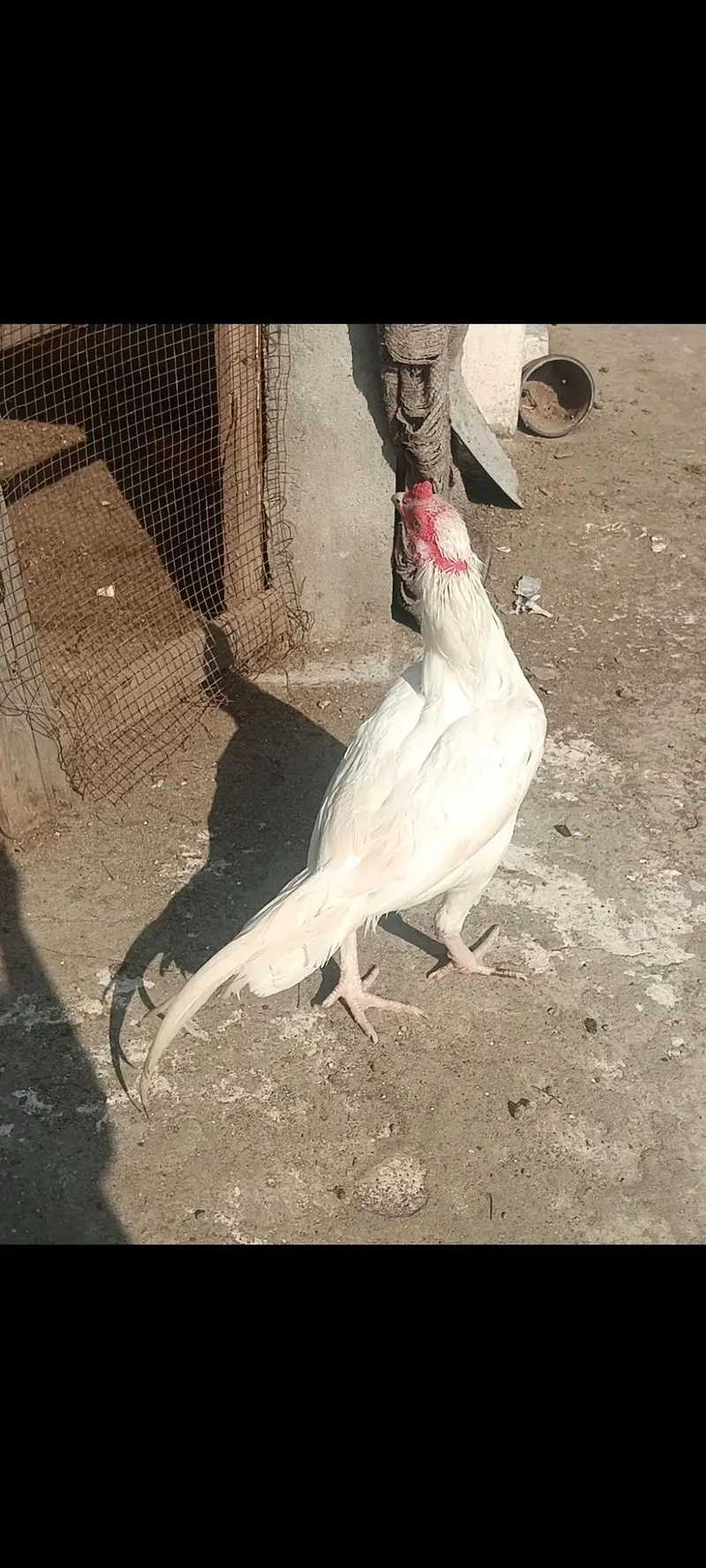 raw parrot female mini hand tame  or Pure white Aseel — photo 6