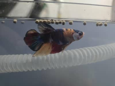 Full 3.5 feet Aquraium with aquaplants premium black sand and fish