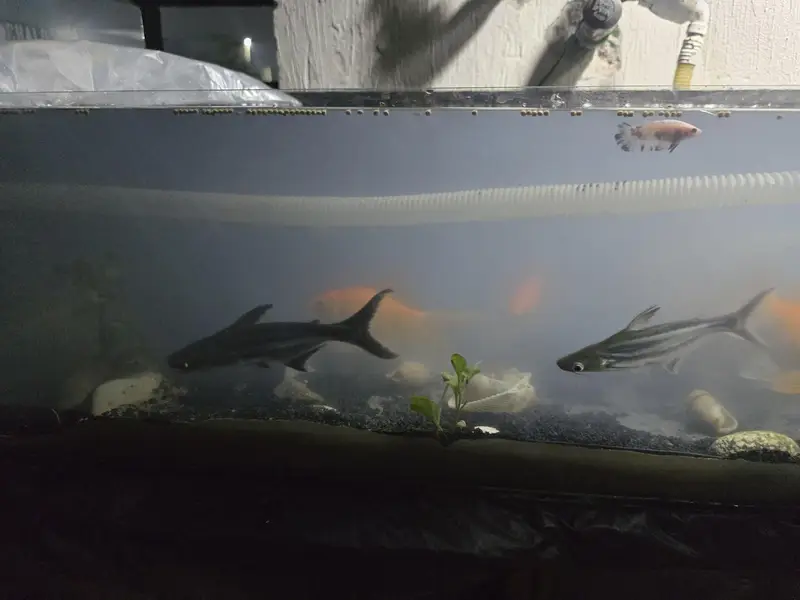 Full 3.5 feet Aquraium with aquaplants premium black sand and fish — photo 4