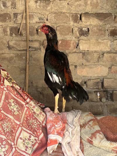 Quality Aseel young bird