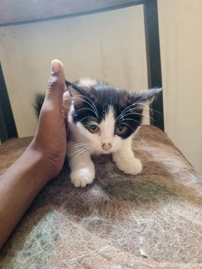 two kittens for sale trained