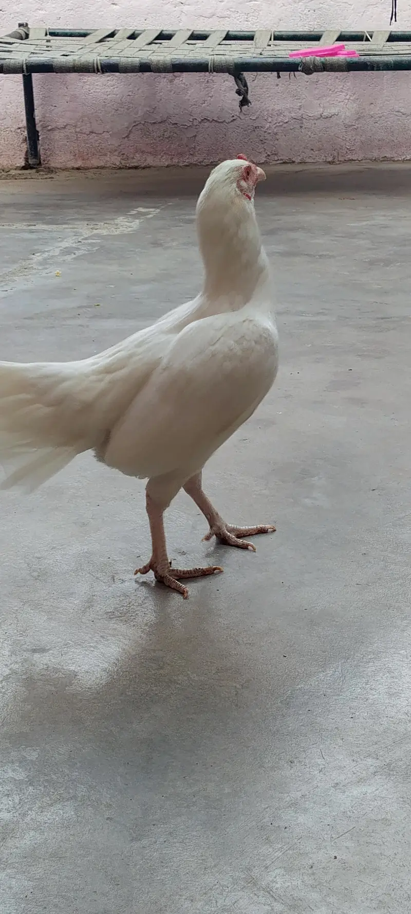 بہترین انڈے دینے والی مرغیاں — صرف 4,500 روپے ڈسکرپشن: — photo 2
