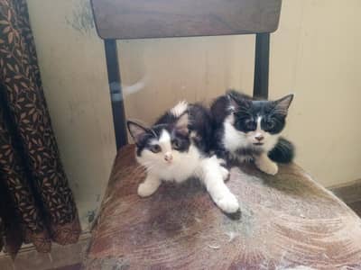 two kittens for sale trained Hain dono