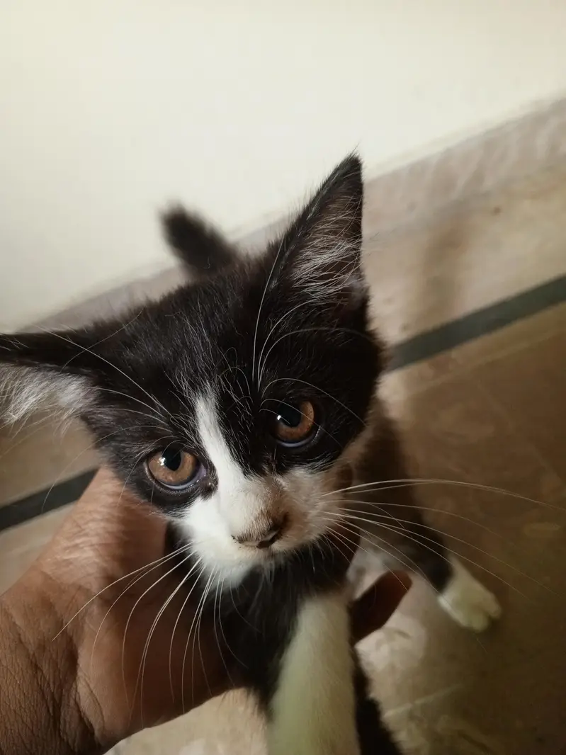 two kittens for sale trained Hain dono — photo 5
