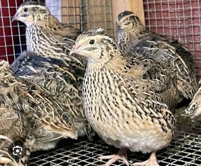 Batair Chicks Quail Chicks Breeder Batair White Batair Batair