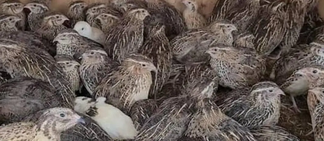 Batair Chicks Quail Chicks Breeder Batair White Batair Batair — photo 2