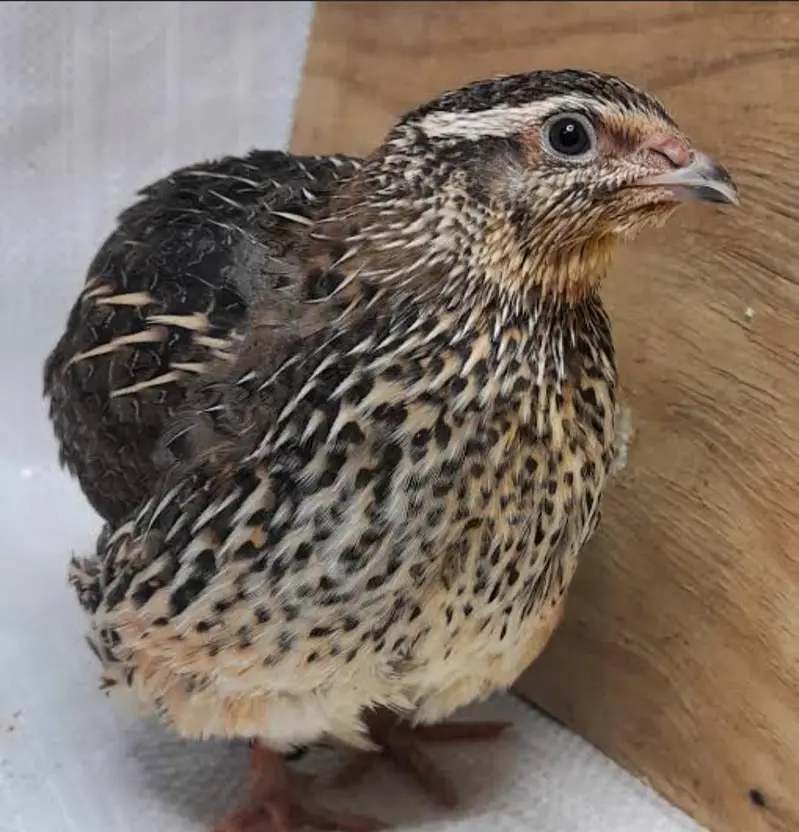 Batair Chicks Quail Chicks Breeder Batair White Batair Batair — photo 3