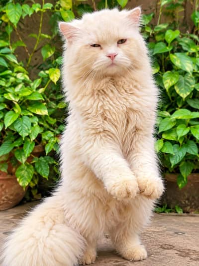 Persian cat