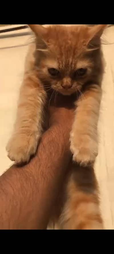 Persian brown male