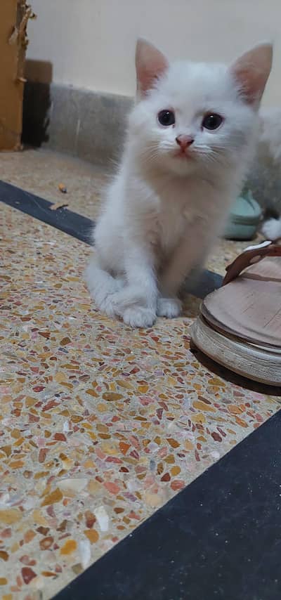 Persian Kitten Babies