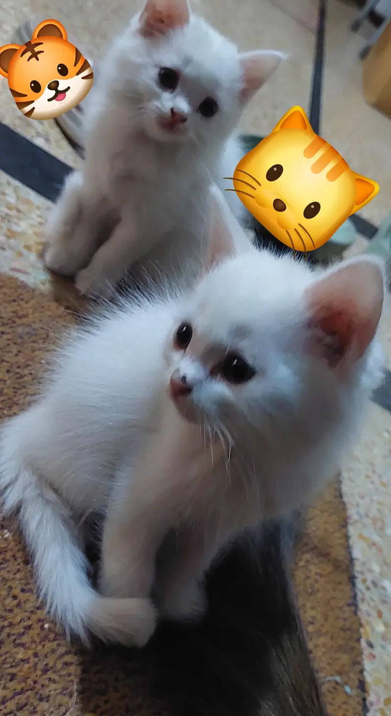Persian Kitten Babies — photo 2