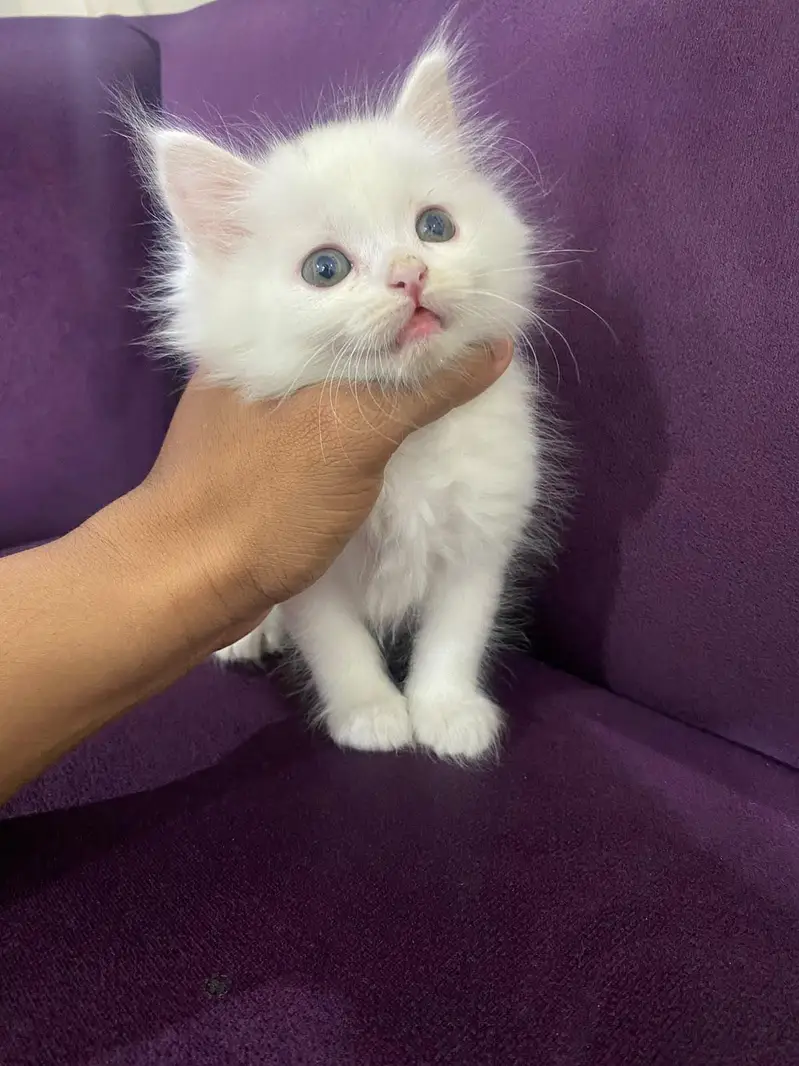 Persian Kitten Babies — photo 5