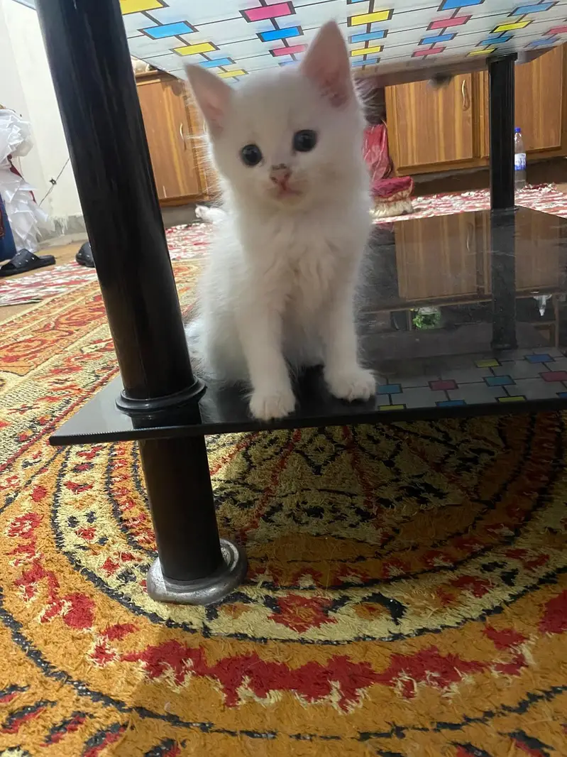 Persian Kitten Babies — photo 9