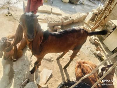Bakra for sale | 9 month age