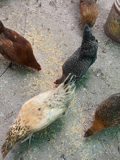 Golden misri hens