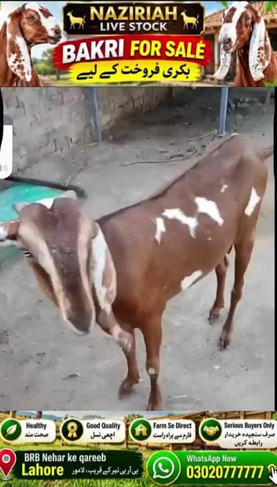 Goat For Sale