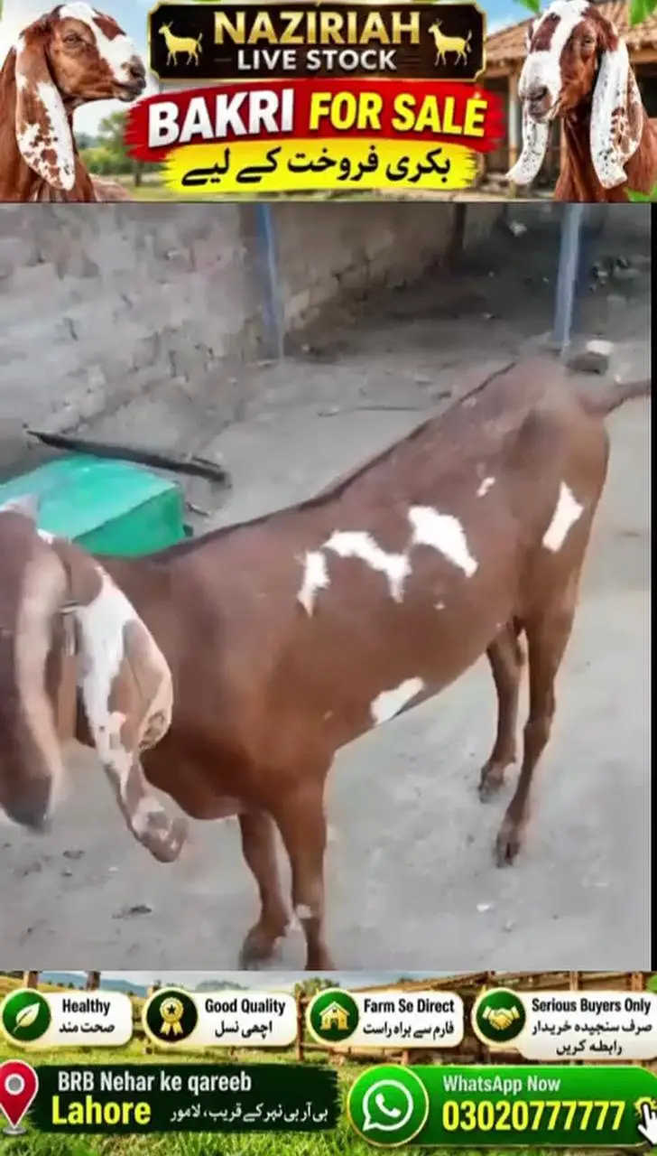 Goat For Sale — photo 2