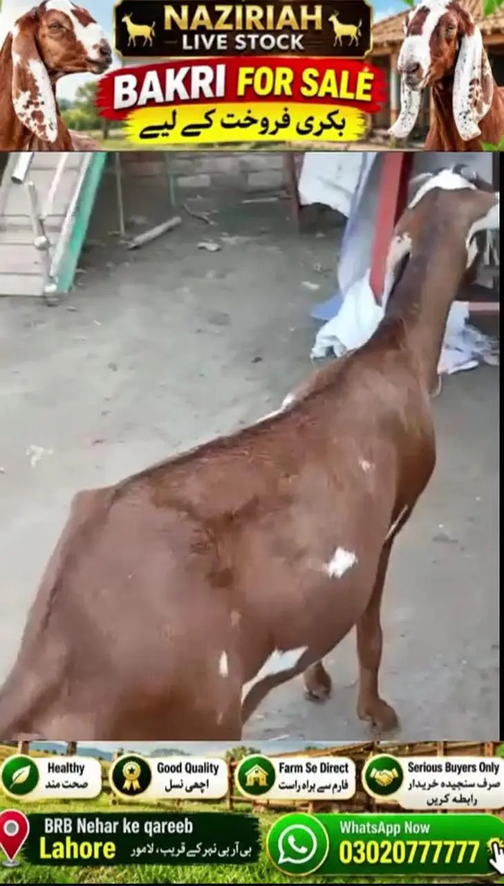 Goat For Sale — photo 3