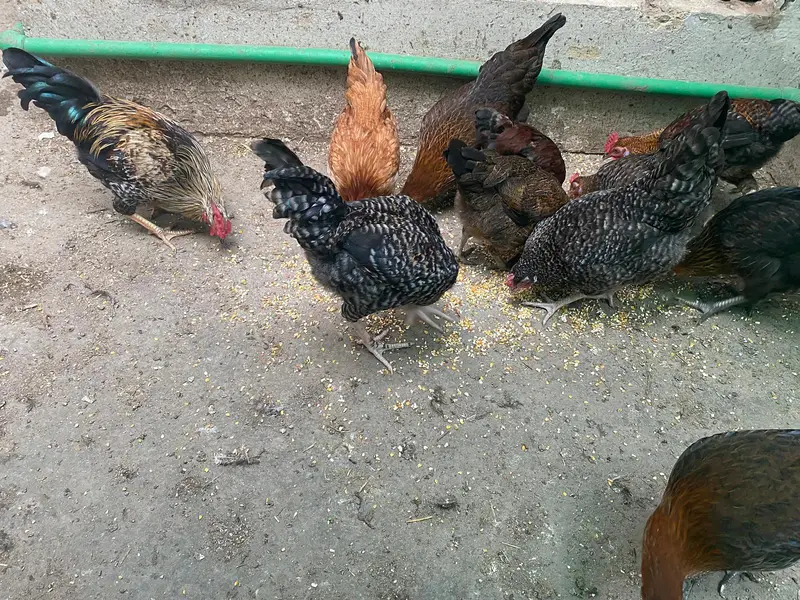 Golden misri hens — photo 2