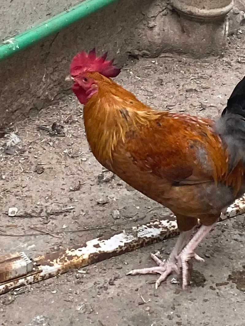 Golden misri hens — photo 3