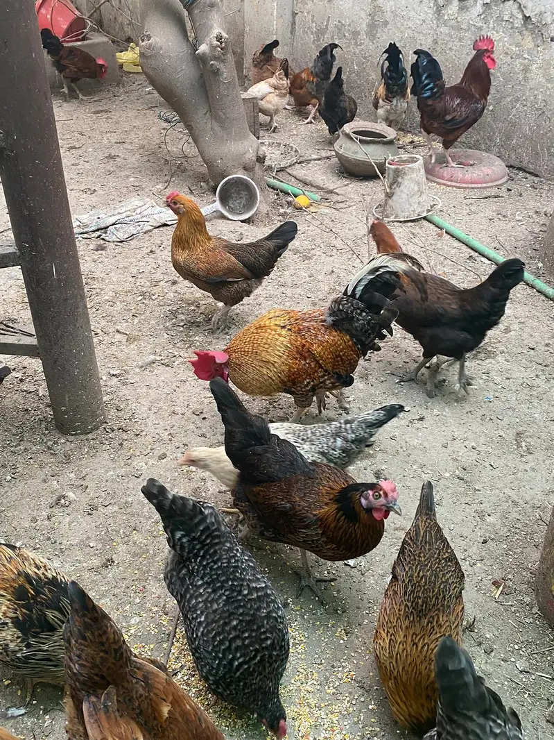 Golden misri hens — photo 4