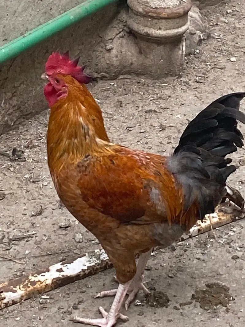 Golden misri hens — photo 5