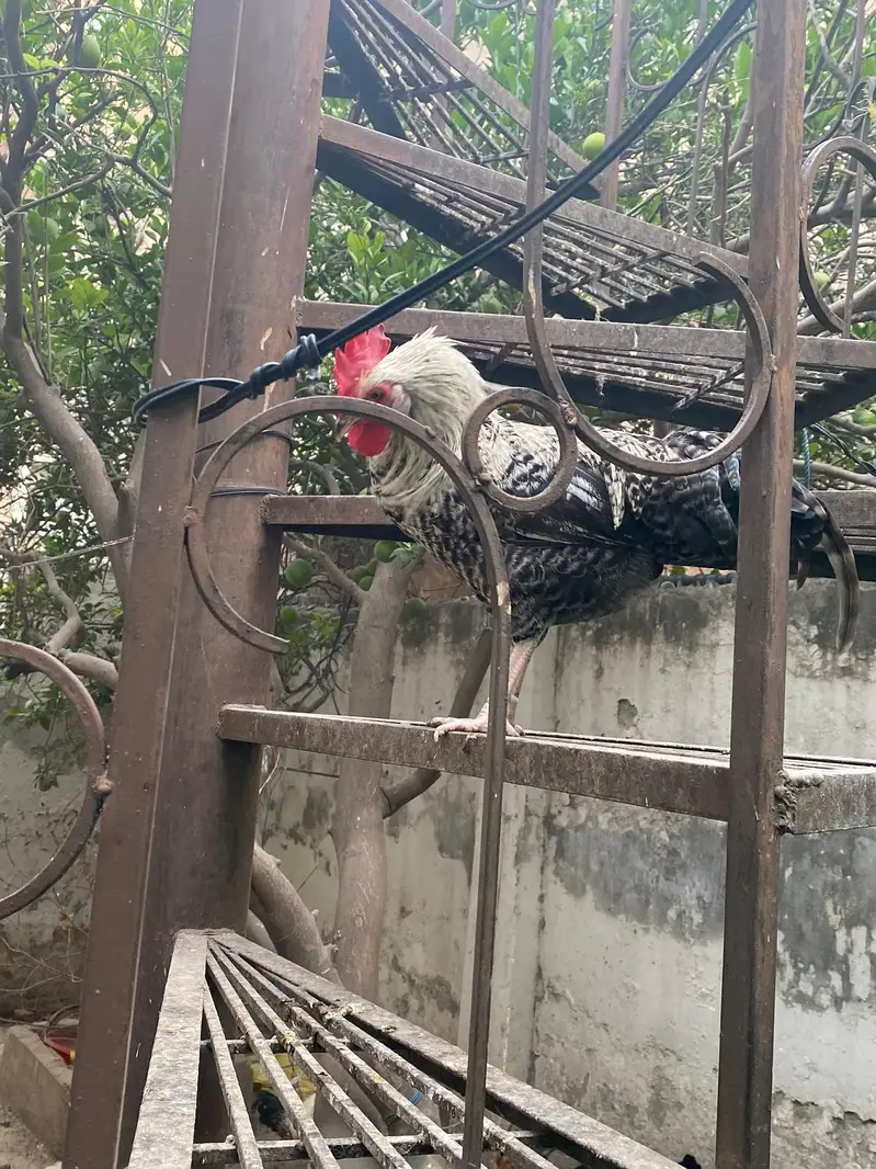 Golden misri hens — photo 6