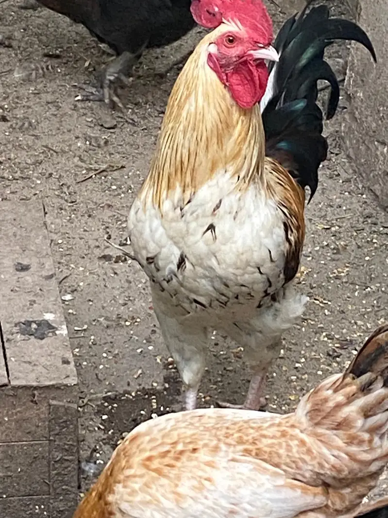Golden misri hens — photo 7