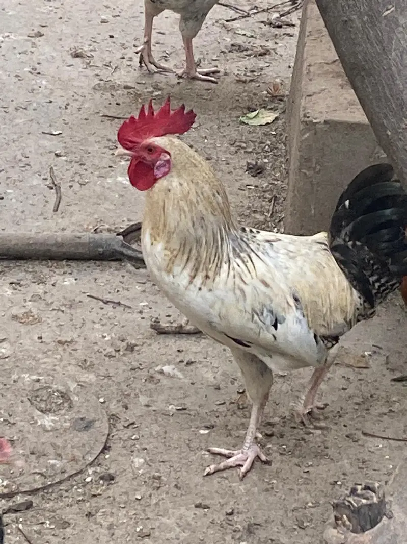 Golden misri hens — photo 8