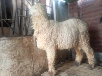 Male mundra 03244122650
