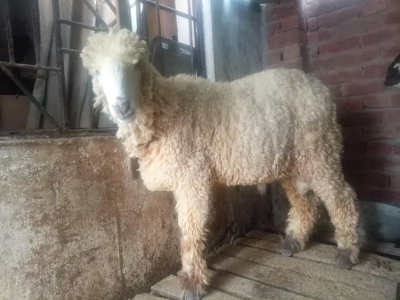 Male mundra 03244122650 — photo 2