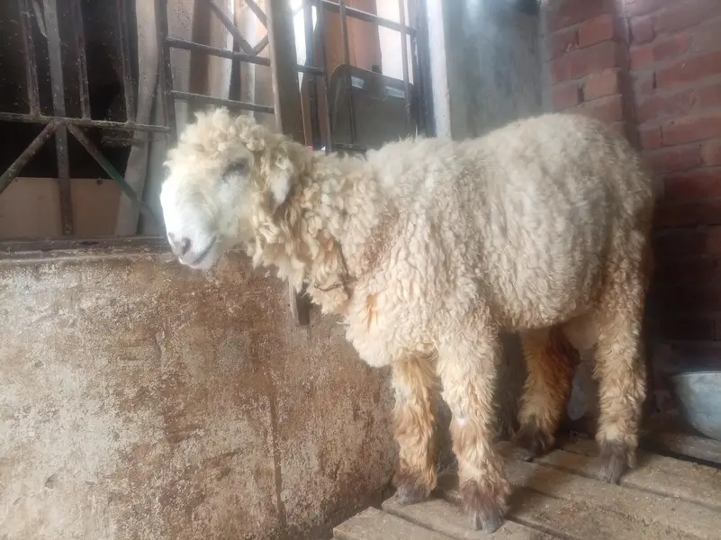 Male mundra 03244122650 — photo 3