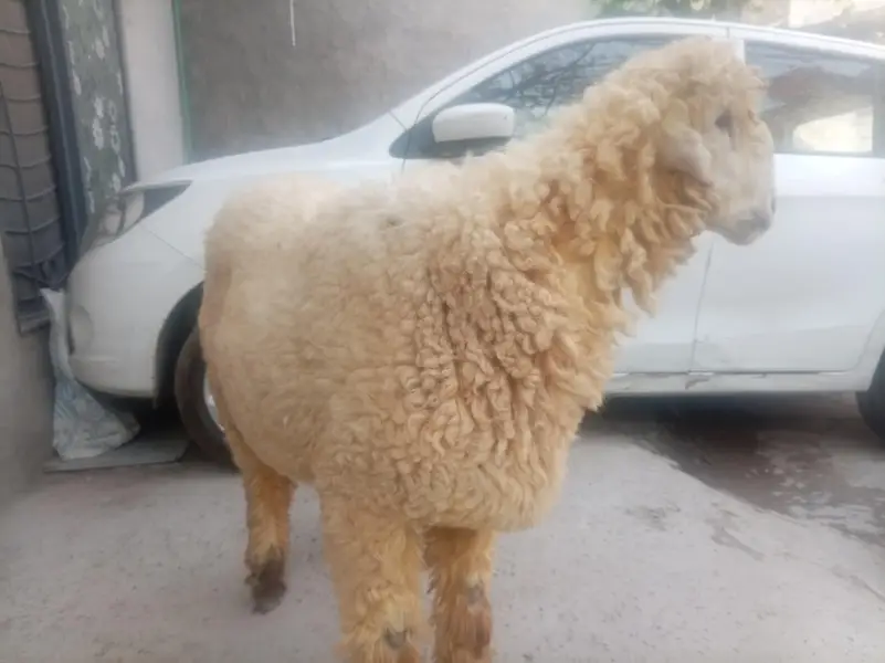 Male mundra 03244122650 — photo 4