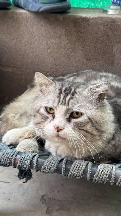 Lion hair Persian male cat