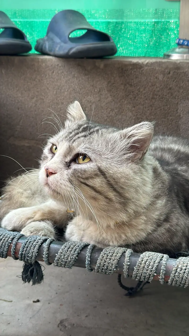Lion hair Persian male cat — photo 2