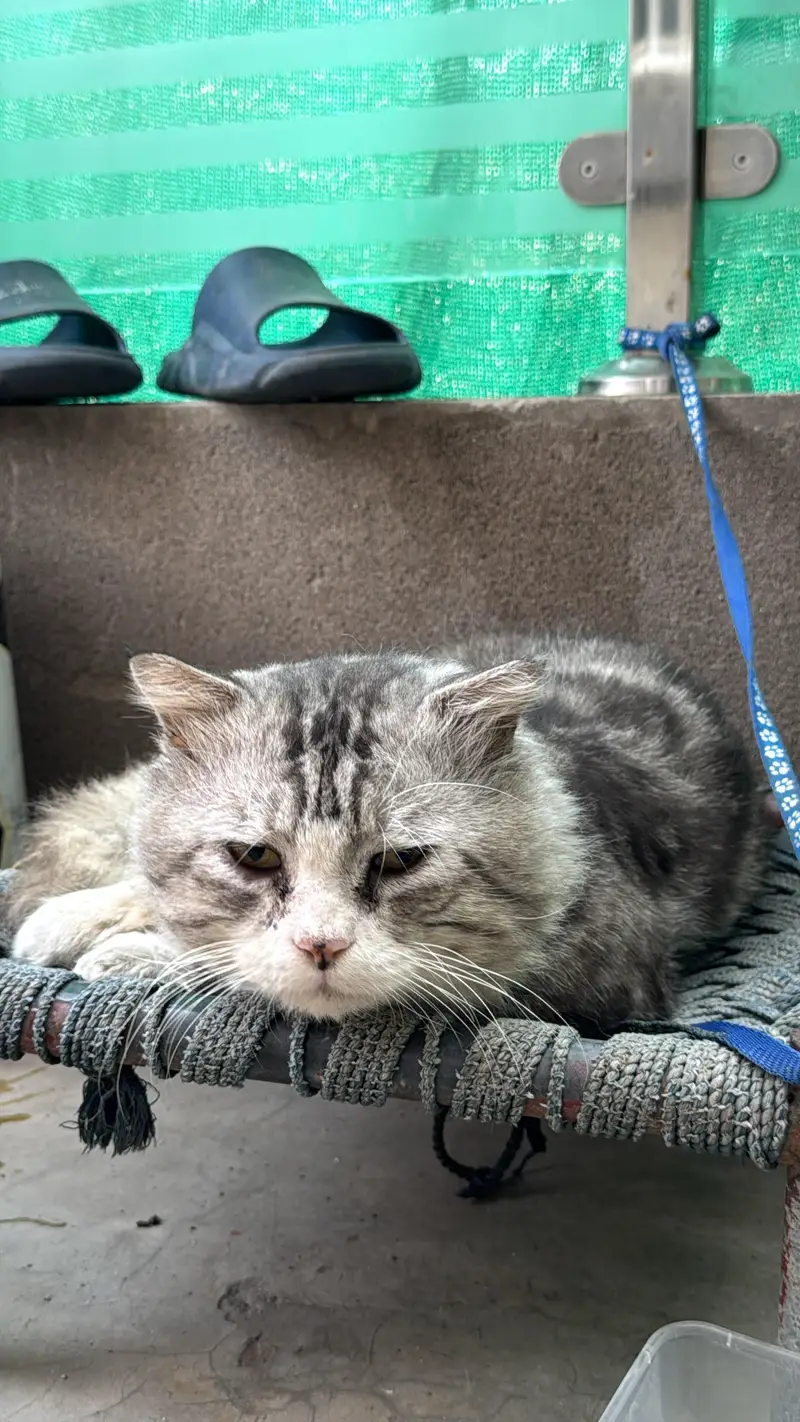 Lion hair Persian male cat — photo 3
