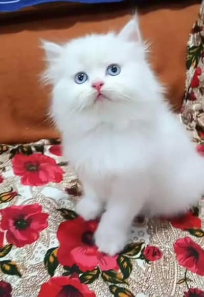 Persian kitten for urgent sale triple cod