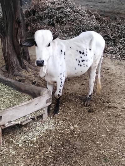 makecow