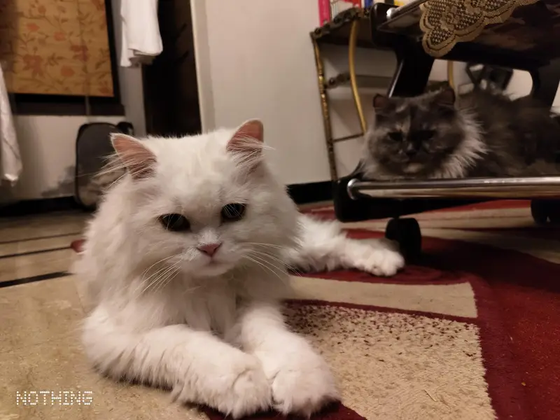 Lost cat. Reward 25,000. — photo 2