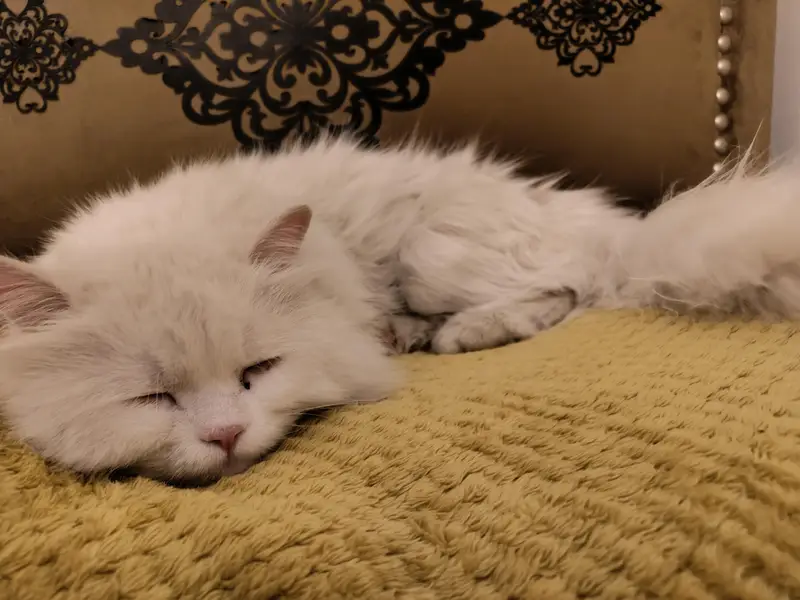 Lost cat. Reward 25,000. — photo 3