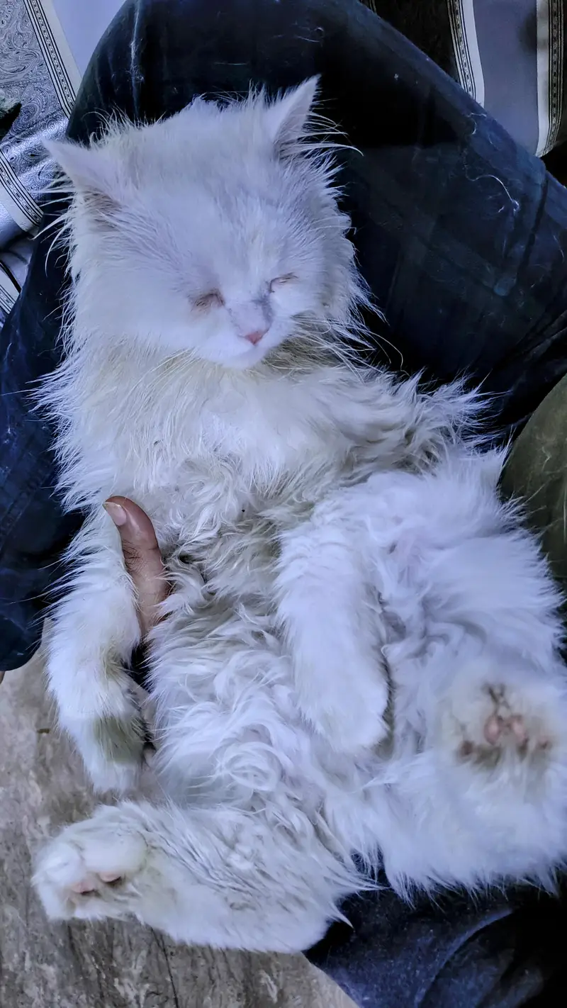 Lost cat. Reward 25,000. — photo 4