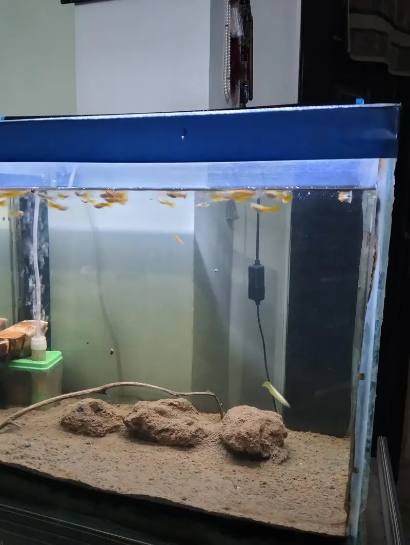 Aquarium for sale