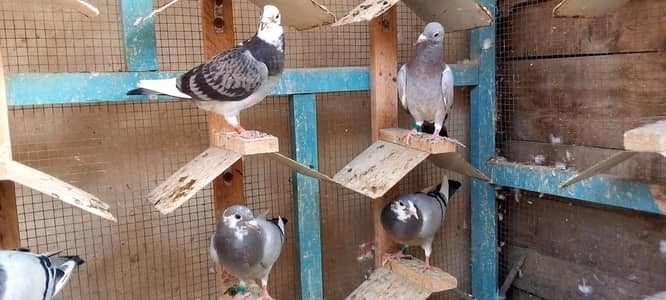 ریسر کبوتر