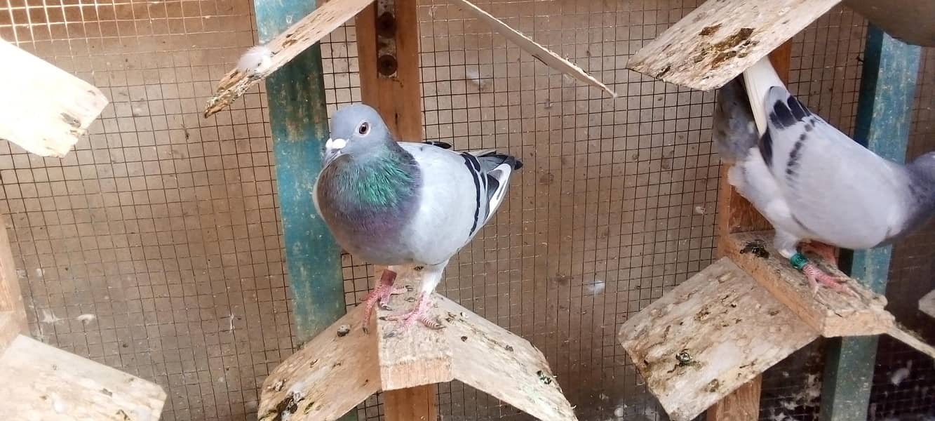 ریسر کبوتر 4