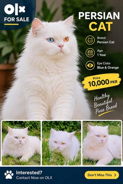 Beautiful White Persian Cat | Blue & Orange Eyes | 1 Year Old