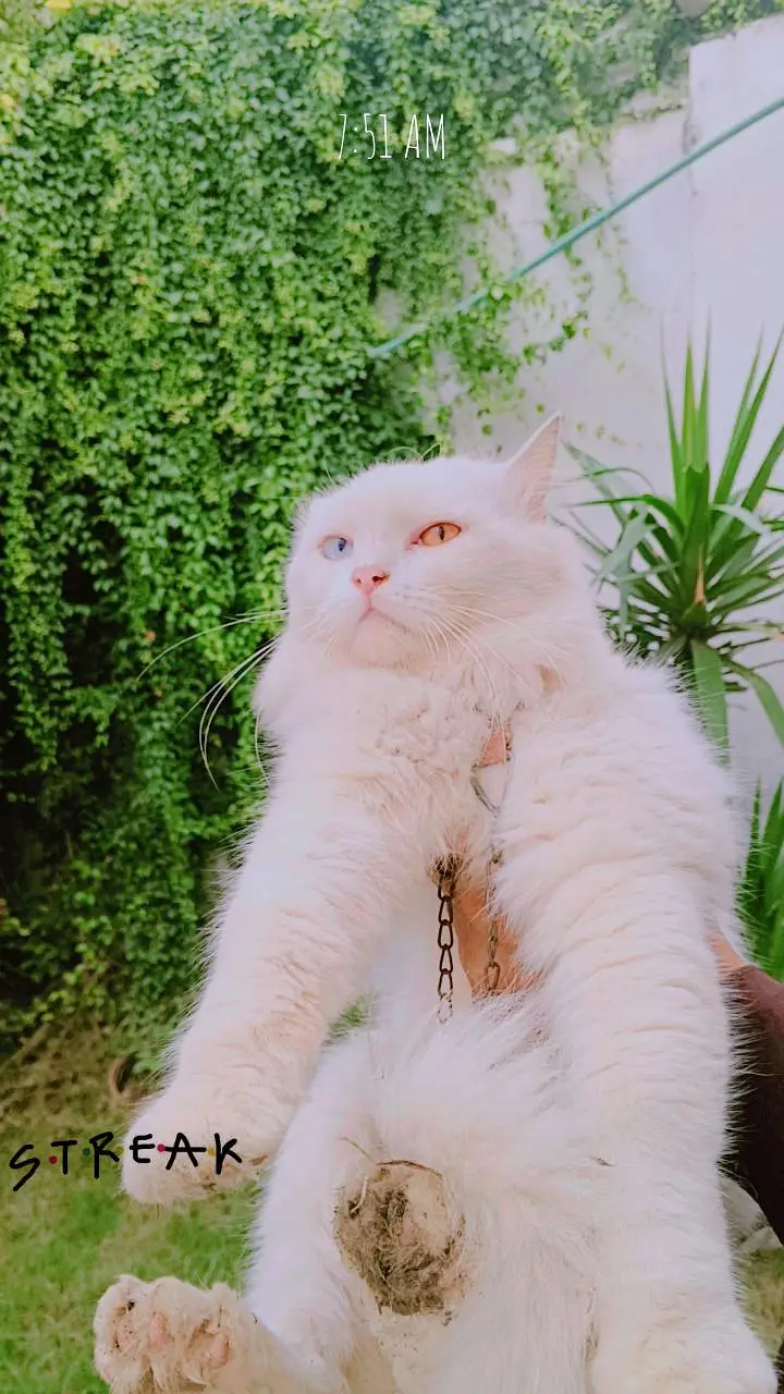 Beautiful White Persian Cat | Blue & Orange Eyes | 1 Year Old — photo 2