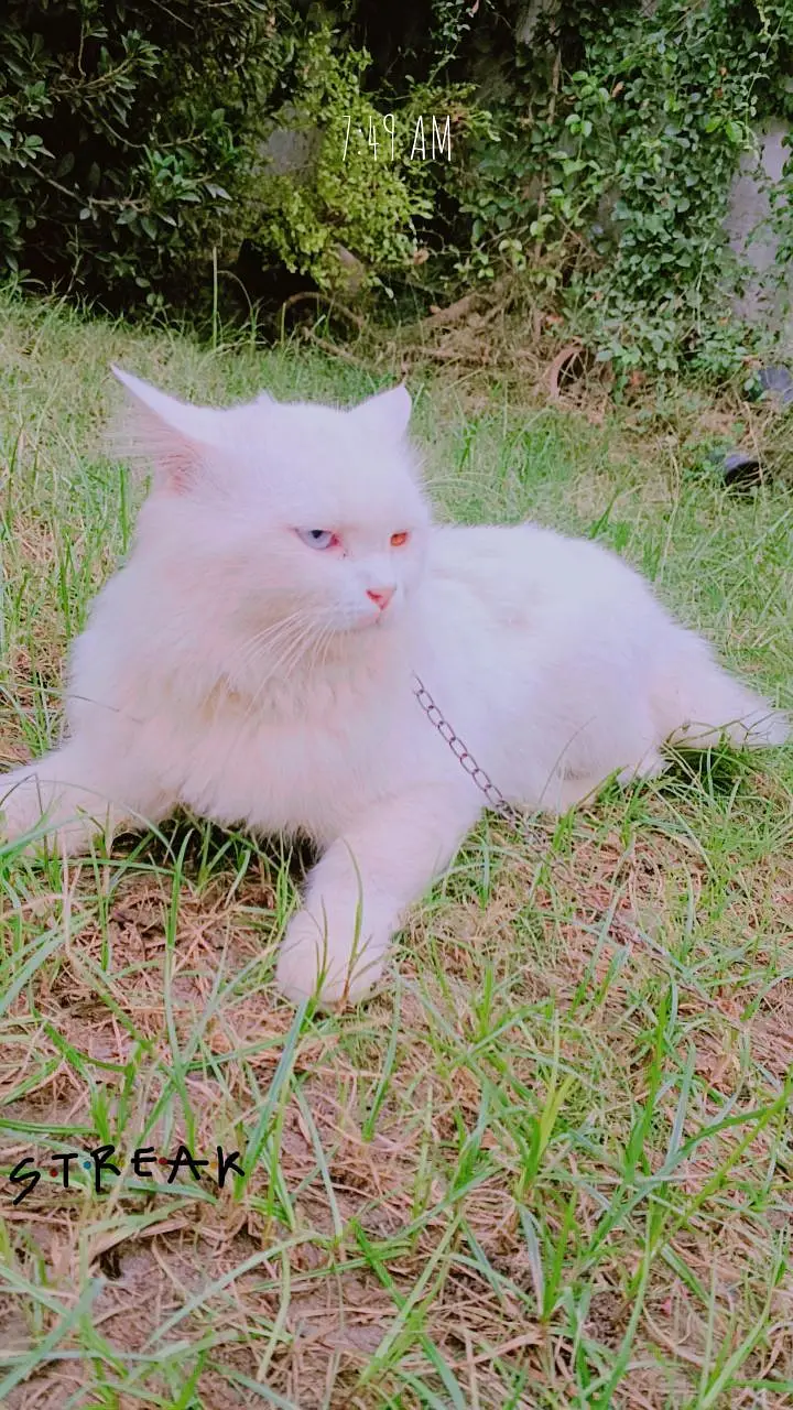 Beautiful White Persian Cat | Blue & Orange Eyes | 1 Year Old — photo 3
